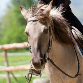 Bienfaits du Cheval à Montrabe (P0504)