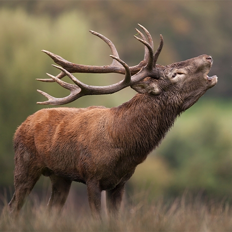 Le Brame du cerf (P1306)