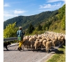 Week-end transhumance dans le Biros et en Bethmale en Couserans (P2206)