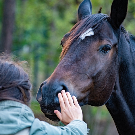 Randonnée Equestre Sportive en Belaval (P0505)